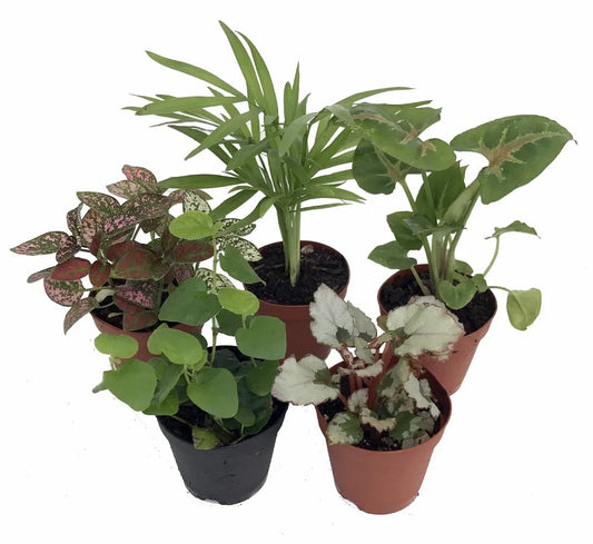 Terrarium & Fairy Garden Plants - 5 Plants in 2" Pots