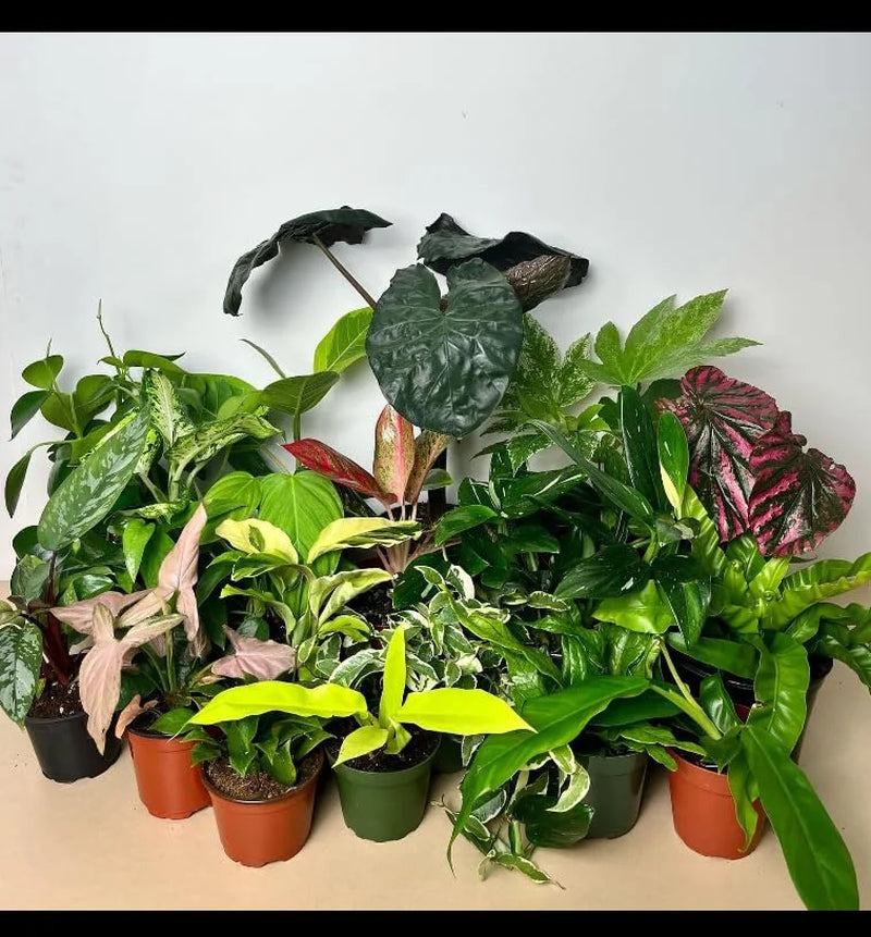 Terrarium & Fairy Garden Plants - 5 Plants in 2" Pots